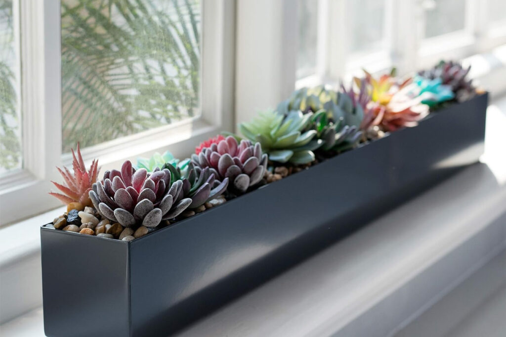 A potted arrangement of succulents on a windowsill